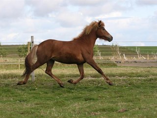Icelandic horses for sale
